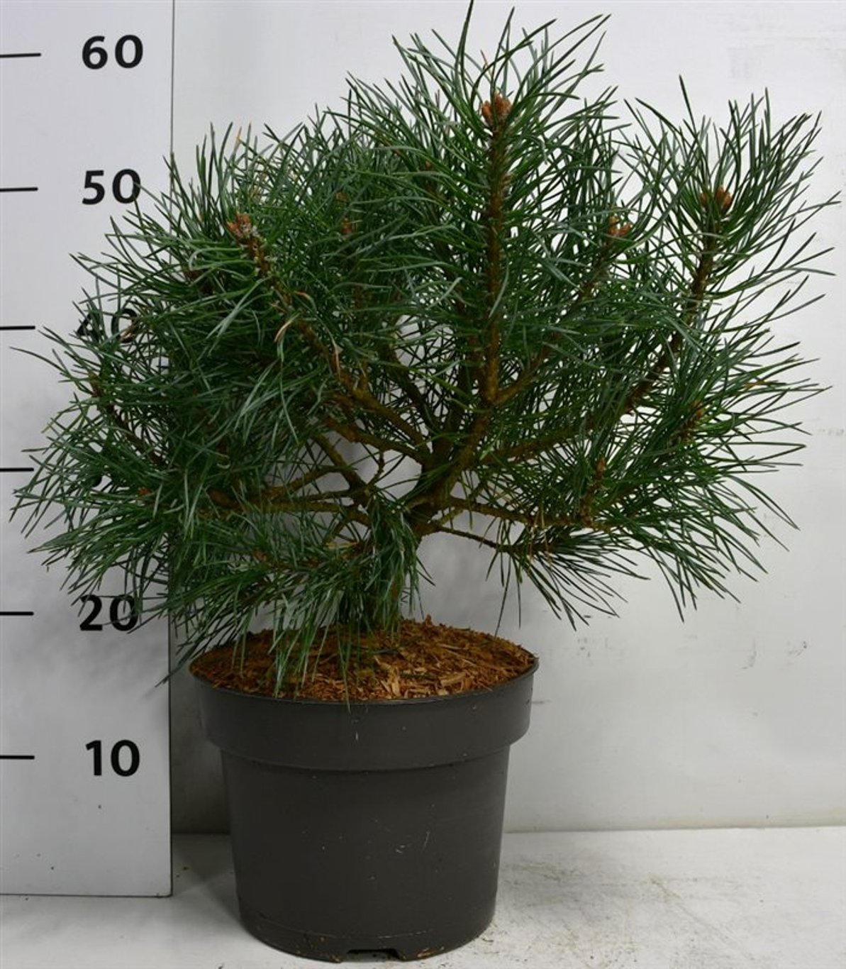 Pinus sylv. 'Chantry Blue' - C5 30-40 CM